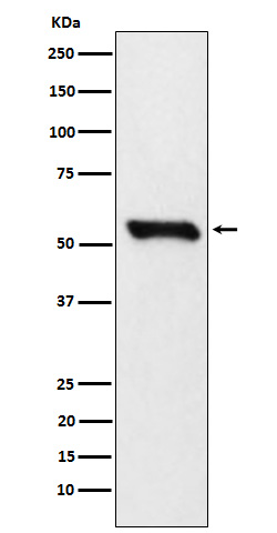 m00870 2 wb