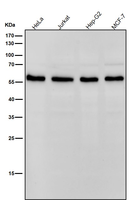 m00870 2 wb8