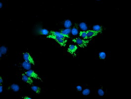 m00870 anti lipoamide dehydrogenase dld mouse monoclonal antibody clone id oti6d5 if testing 10