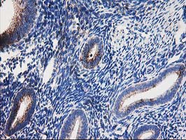 m00870 anti lipoamide dehydrogenase dld mouse monoclonal antibody clone id oti6d5 ihc testing 6
