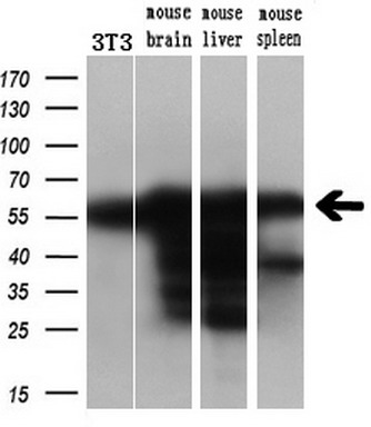 m00870 anti lipoamide dehydrogenase dld mouse monoclonal antibody clone id oti6d5 wb testing 4