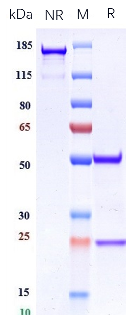 Anti-CXCL4/PF4 Reference Antibody (U