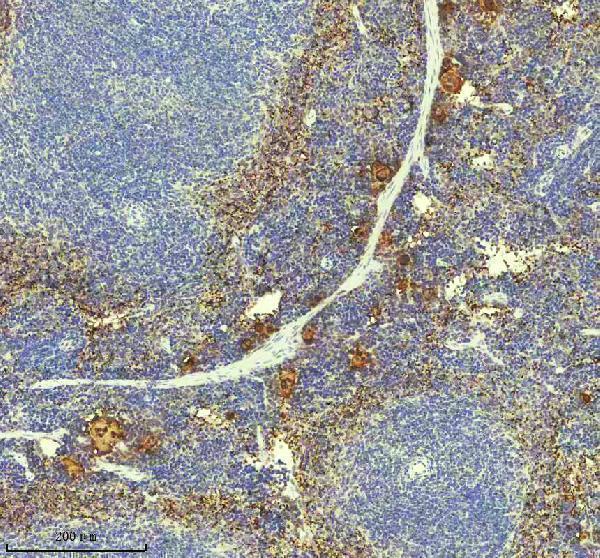 m00871 pf4 primary antibodies ihc testing 2