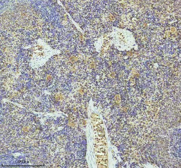 m00871 pf4 primary antibodies ihc testing 4
