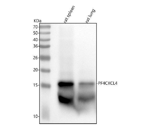 m00871 pf4 primary antibodies wb testing 1