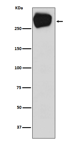 Western blot analysis of MRP1 expression in A431 cell lysate