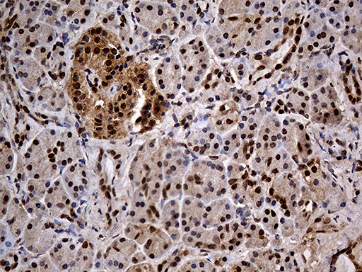 Immunohistochemical staining of paraffin-embedded Human pancreas tissue within the normal limits using anti-IKBKG mouse monoclonal antibody