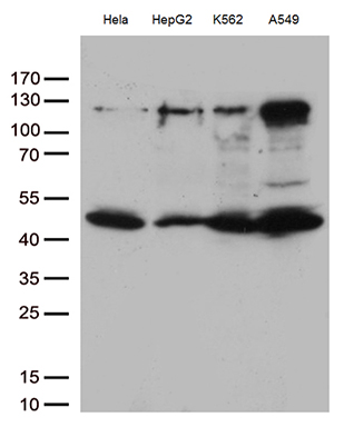 Western blot analysis of extracts (35ug) from 4 cell lines lysates by using anti-IKBKG monoclonal antibody (1:500)