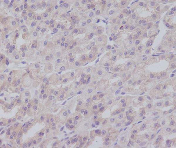 Immunohistochemical analysis of paraffin-embedded mouse colon, using IKK gamma Antibody
