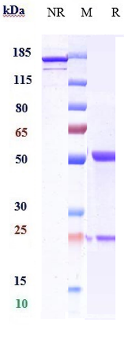 Anti-DLL4 Reference Antibody (enoticumab) on SDS-PAGE under reducing (R) condition