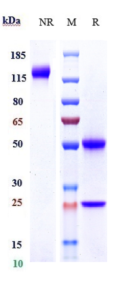 Anti-DLL4 Reference Antibody (demcizumab) on SDS-PAGE under reducing (R) condition