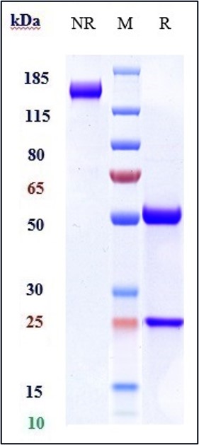 Anti-DLL4 Reference Antibody (navicixizumab) on SDS-PAGE under reducing (R) condition