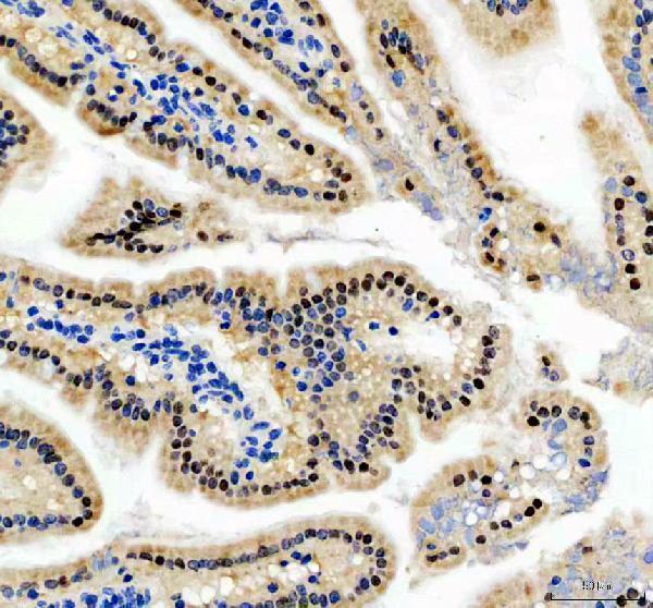 m00877 1 cdx2 primary antibodies ihc testing 3