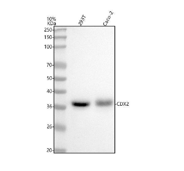  Western blot analysis of CDX2 using anti-CDX2 antibody (M00877-1)