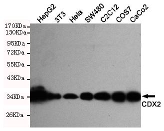 Western blot detection of CDX2 in Hela, Caco2, C2C12, SW480, COS7, HepG2 & 3T3 cell lysates using CDX2 antibody (1:1000 diluted) 