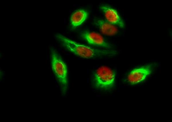 Immunofluorescence analysis of Hela cell
