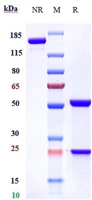 Anti-CX3CL1/Fractalkine Reference Antibody (quetmolimab) on SDS-PAGE under reducing (R) condition
