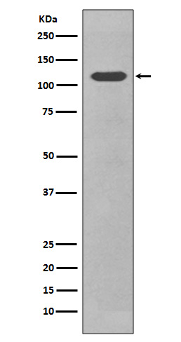 Western blot analysis of CD34 in expression NIH/3T3 cell lysate