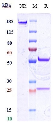 Anti-CD34 Reference Antibody (ITRI patent anti-CD34) on SDS-PAGE under reducing (R) condition