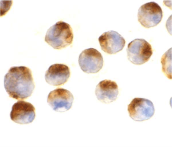 m00889 2 apaf1 primary antibodies ihc testing 2