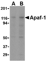 m00889 2 apaf1 primary antibodies wb testing 1