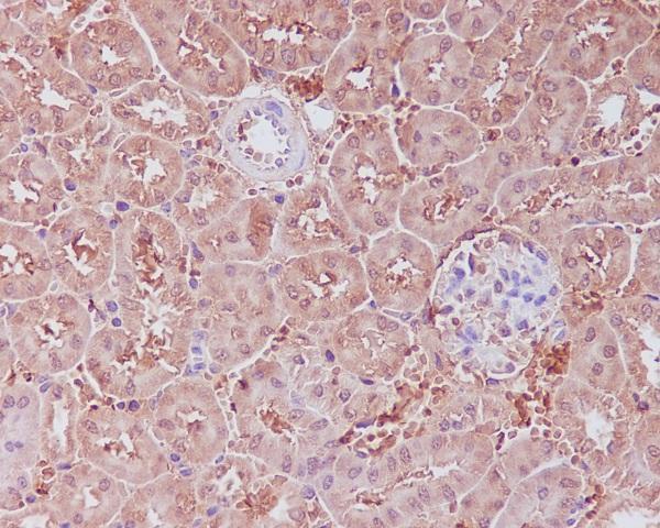 Immunohistochemical analysis of paraffin-embedded mouse kidney, using APAF1 Antibody 