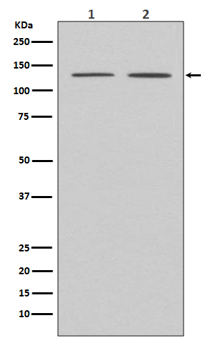 Western blot analysis of APAF1 expression in (1) HeLa cell lysate; (2) MCF-7 cell lysate