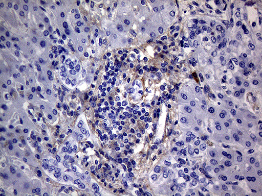 m00890 1 anti pmp22 mouse monoclonal antibody clone id oti5d1 ihc testing 4