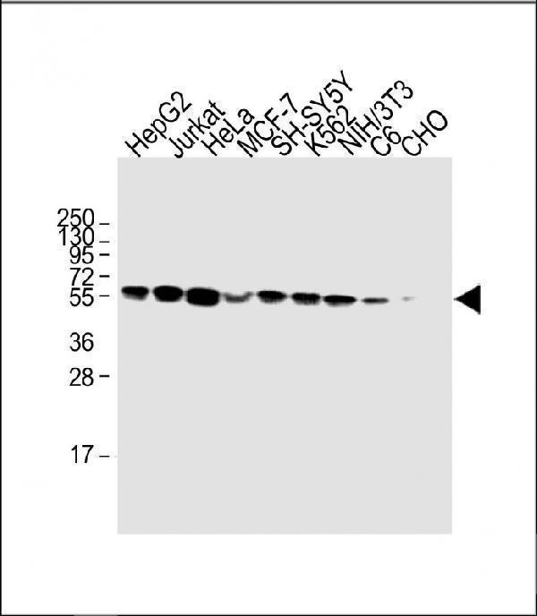 m00894 1 anti calr antibody center wb testing 1