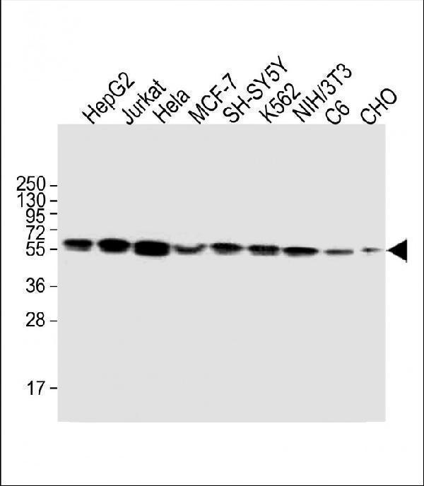 m00894 1 anti calr antibody center wb testing 3