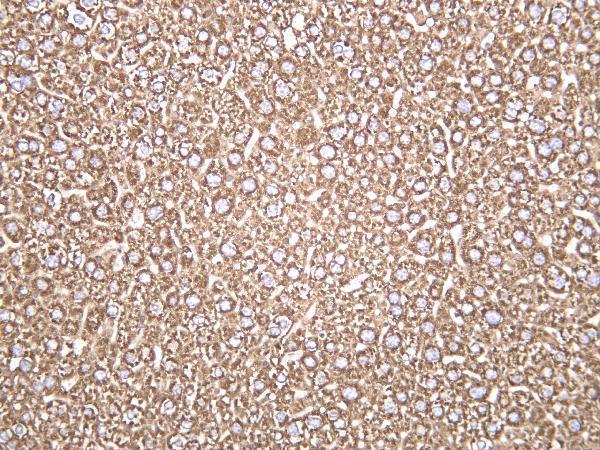 Mouse liver was stained with anti-Calreticulin rabbit antibody