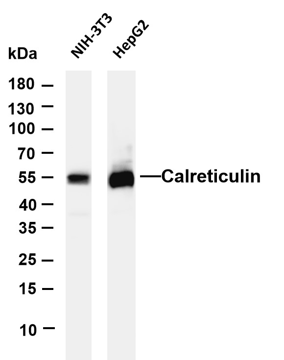 m00894 3 calr primary antibodies wb testing 1