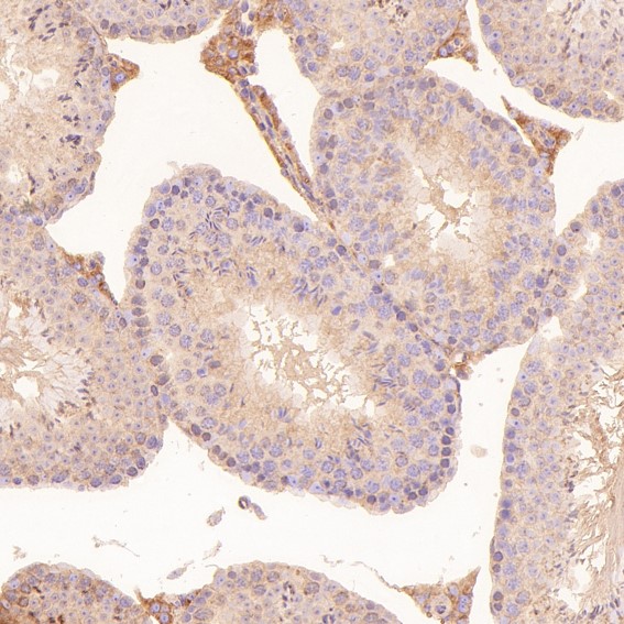 m00894 ihc10