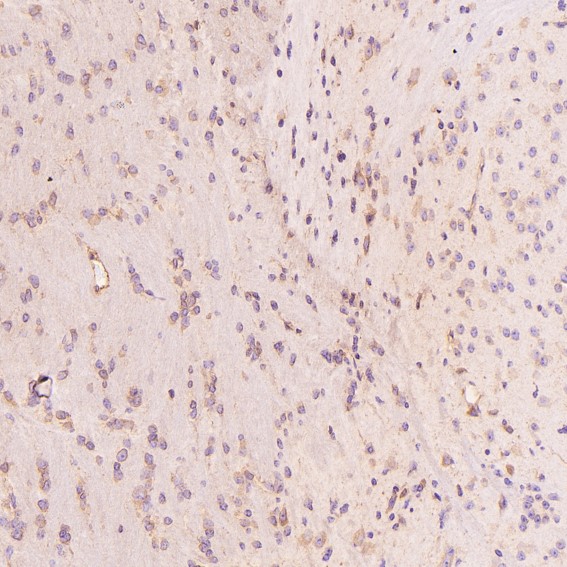 m00894 ihc11