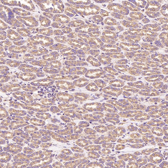 m00894 ihc8