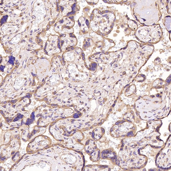 m00894 ihc9