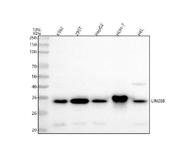 m00896 lin28b primary antibodies wb testing 1_1