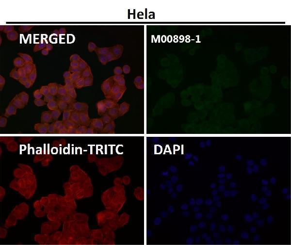Immunofluorescent analysis using the Antibody at 1:50 dilution