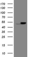 m00899 1 anti epoxide hydrolase ephx1 mouse monoclonal antibody clone id oti2c1 wb testing 1