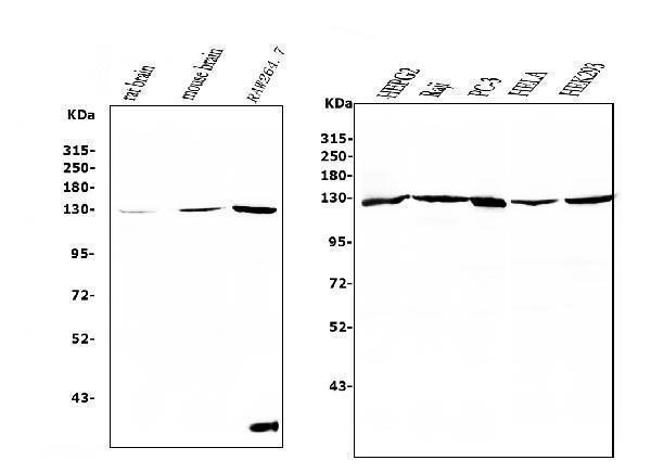m00900 rent1 hupf1 primary antibodies wb testing 1_1
