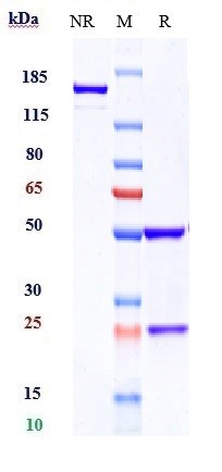 Anti-VEGFR2/KDR/CD309 Reference Antibody (ramucirumab) on SDS-PAGE under reducing (R) condition