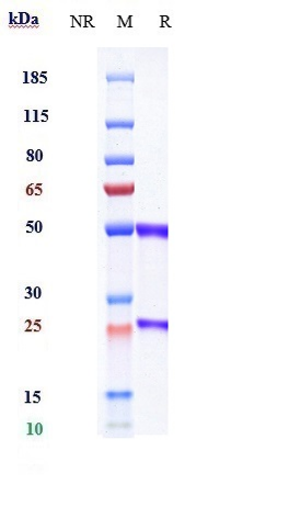 Anti-VEGFR2/KDR/CD309 Reference Antibody (olinvacimab) on SDS-PAGE under reducing (R) condition