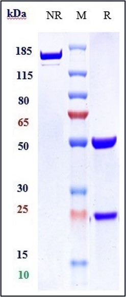 Anti-VEGFR2/KDR/CD309 Reference Antibody (vulinacimab) on SDS-PAGE under reducing (R) condition