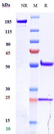 Anti-VEGFR2/KDR/CD309 Reference Antibody (alacizumAb) on SDS-PAGE under reducing (R) condition