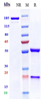 Anti-VEGFR2/KDR/CD309 Reference Antibody (Imclone 6