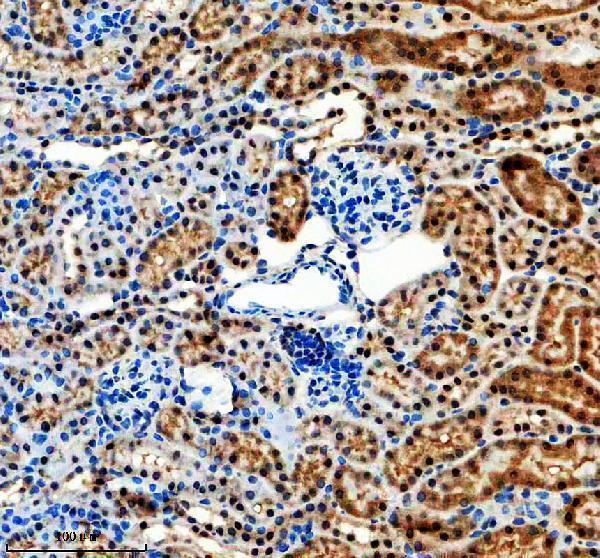 m00903 gtf2i primary antibodies ihc testing 3