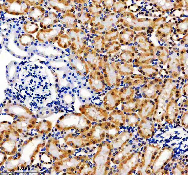 m00903 gtf2i primary antibodies ihc testing 4