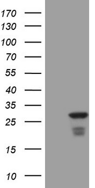 m00904 anti atf3 mouse monoclonal antibody clone id oti5g9 wb testing 1