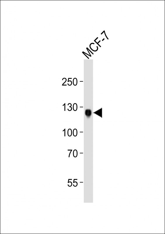 m00905 1 anti ddr1 antibody wb testing 1