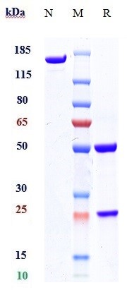 Anti-Orai1 Reference Antibody (Amgen patent anti-ORAI1) on SDS-PAGE under reducing (R) condition